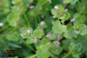 Veronica hederifolia (2)